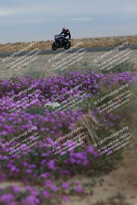 media/Jan-14-2023-SoCal Trackdays (Sat) [[497694156f]]/Turn 14 Exit Bloomig (145pm)/
